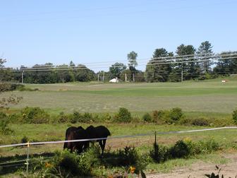 Front Paddock